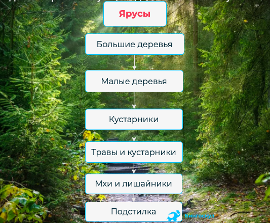 Видовой состав растений каждого яруса. Видовая экосистема Дубравы. Пространственная структура Дубравы. Структура экосистемы Дубравы. Экосистема Дубравы пространственная.