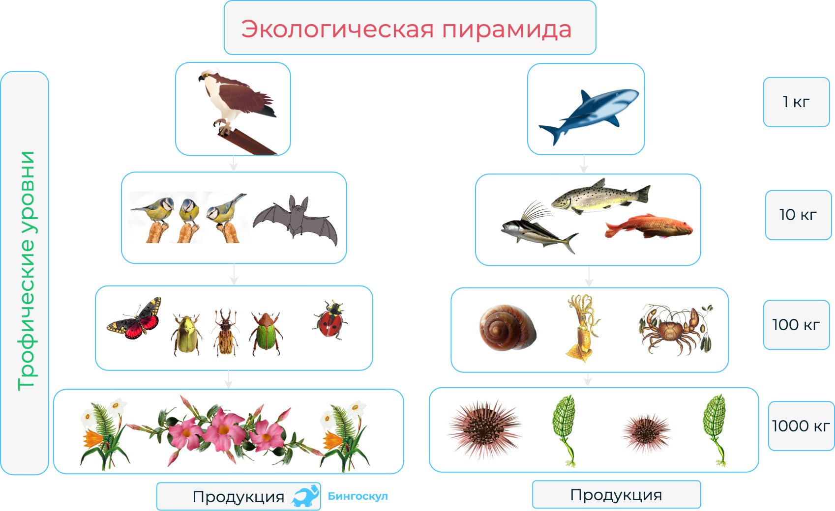 пирамида численности